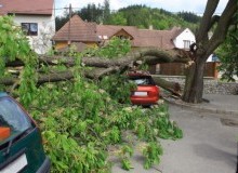 Kwikfynd Tree Cutting Services
fishersa