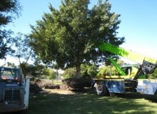 Kwikfynd Tree Management Services
fishersa